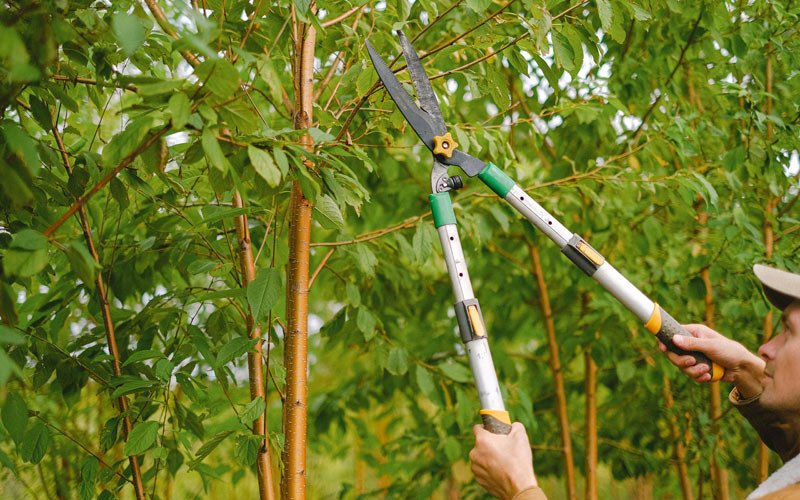 Tree trimming in Oxbow, OR