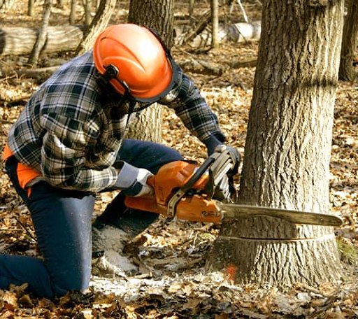 Tree Removal in Oxbow, OR